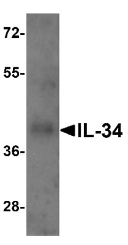 IL-34 Antibody - BSA Free, Novus Biologicals 0.1mg; Unlabeled:Antibodies,